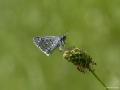 Pyrgus sidae (Sarıbandlı Zıpzıp)